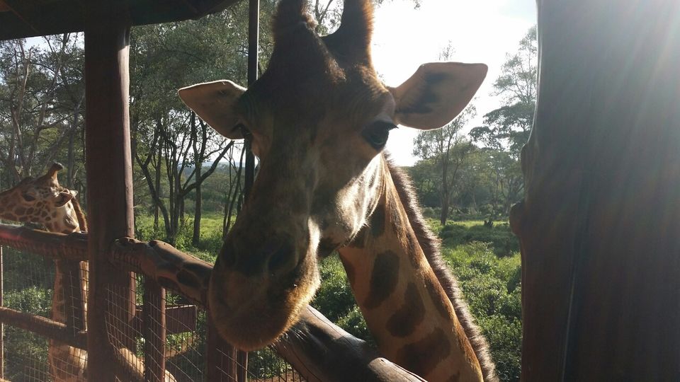 Photo of A short trip to Nairobi, Kenya 9/16 by Gaurav Khote