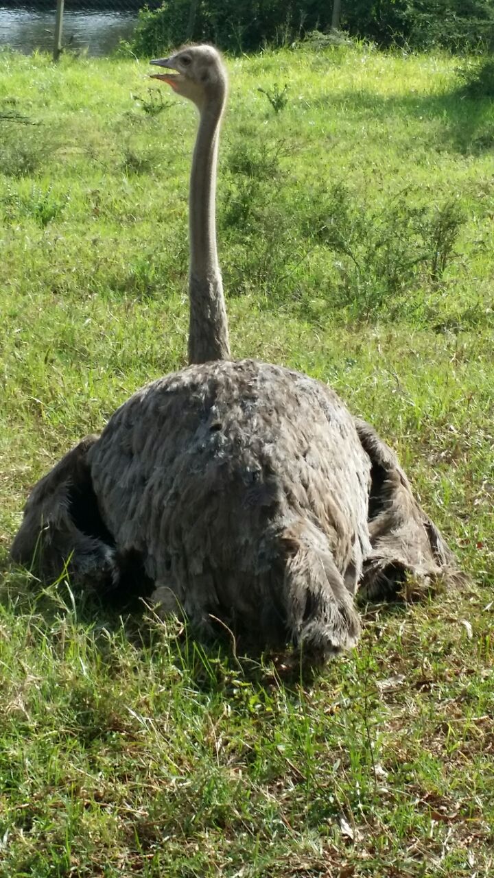 Photo of A short trip to Nairobi, Kenya 11/16 by Gaurav Khote