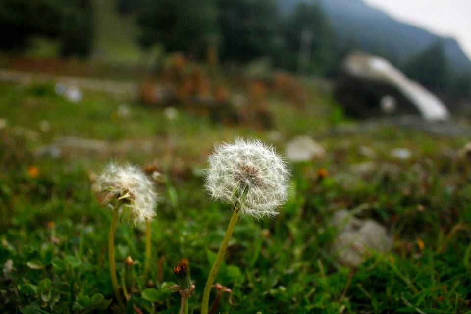 Photo of Charismatic Kashmir 29/71 by Soumya Khurana