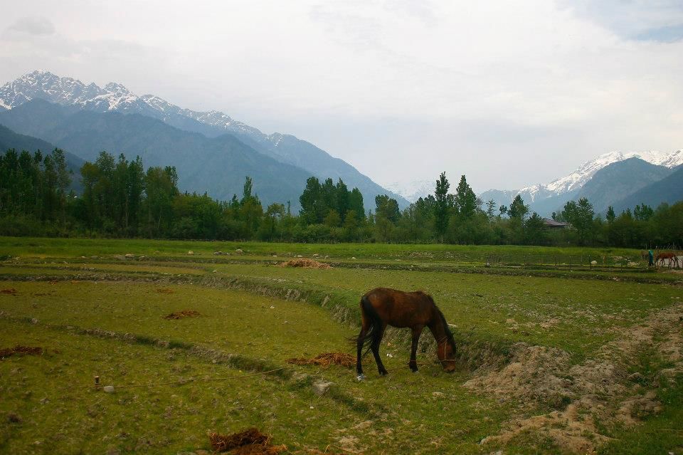 Photo of Charismatic Kashmir 32/71 by Soumya Khurana