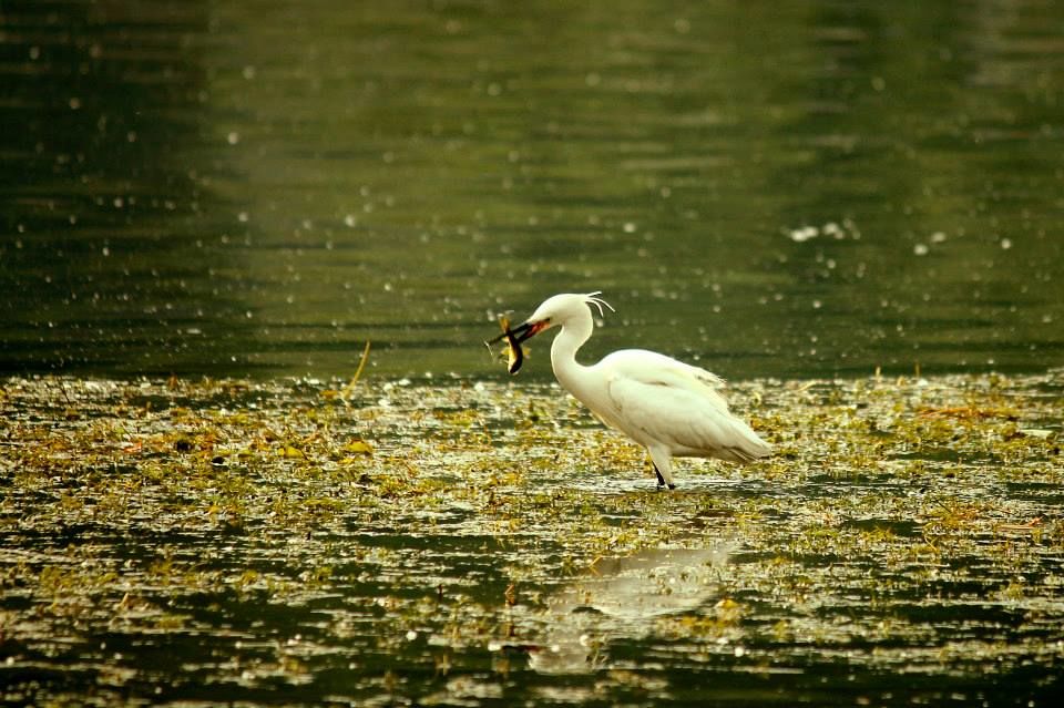 Photo of Charismatic Kashmir 15/71 by Soumya Khurana