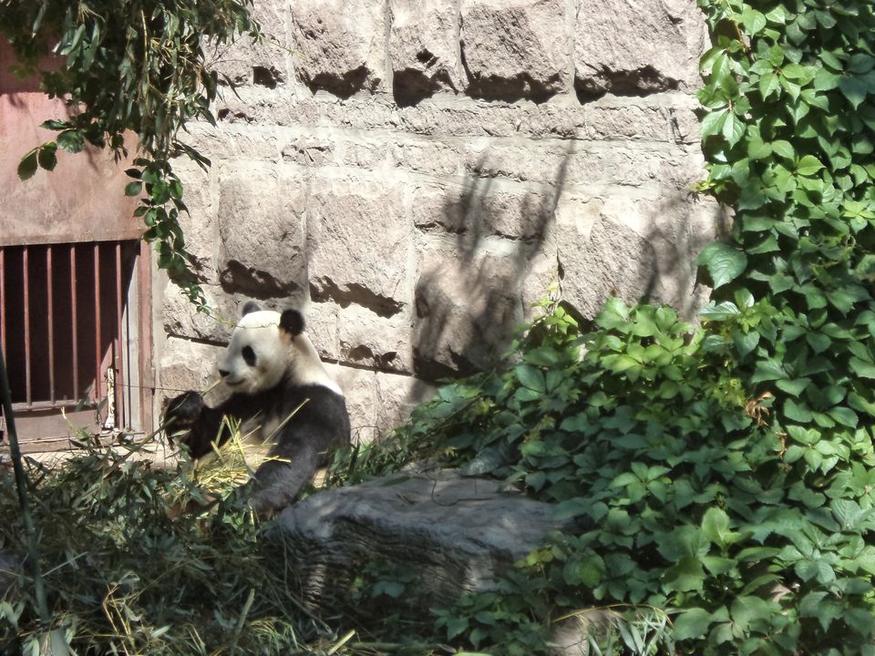 Photo of Beijing Zoo, Zoo, Xicheng, China by Harsh Agrawal