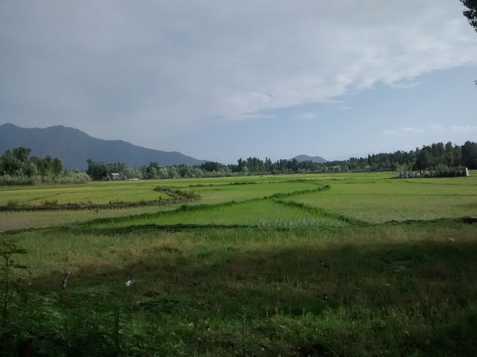 Photo of Trip to Kashmir by Archana Mattoo