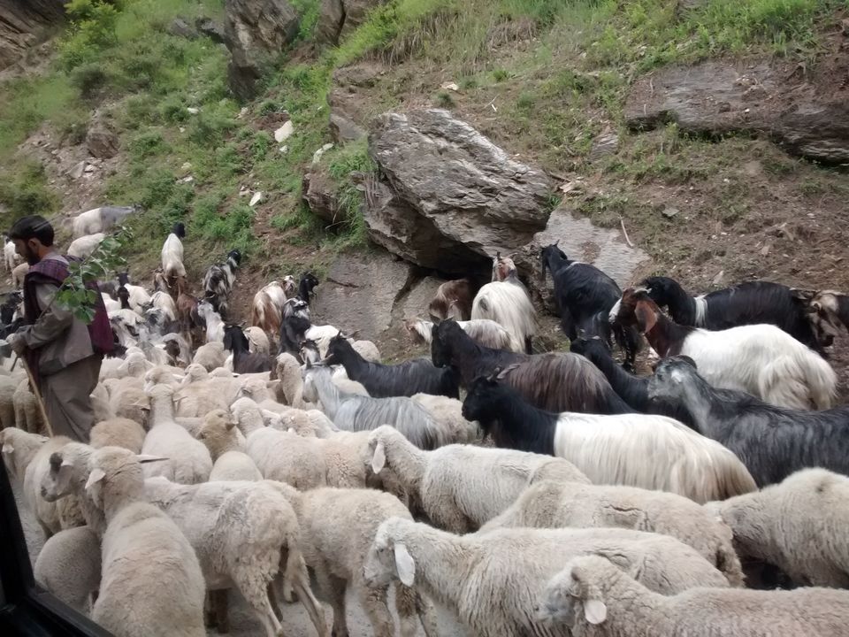Photo of Trip to Kashmir by Archana Mattoo