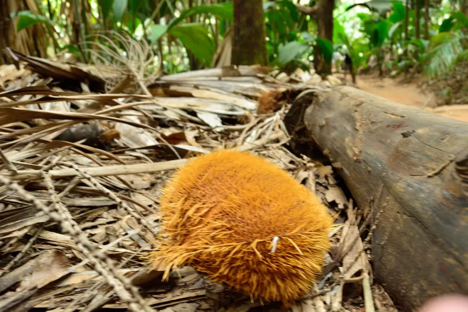 Photo of Praslin Island Airport, Grand Anse, Grand Anse Praslin, Seychelles by Prakritesh Saha
