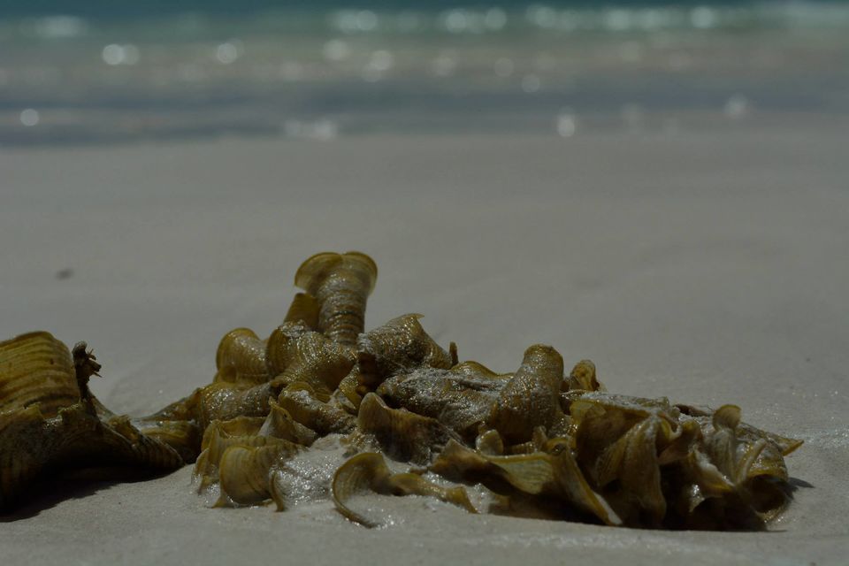 Photo of Seychelles: Weekend in an island country 7/23 by Prakritesh Saha