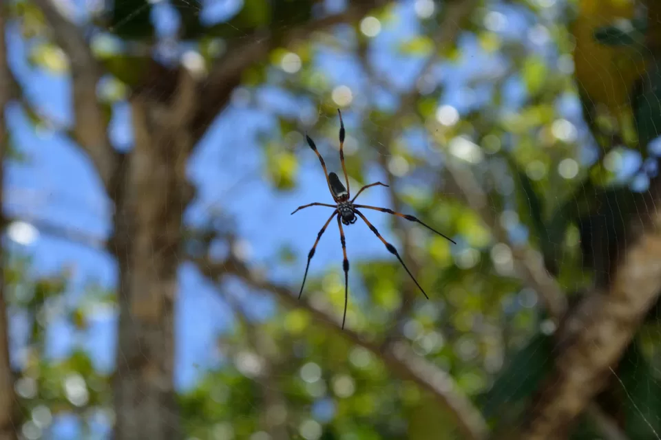 Photo of Praslin Island Airport, Grand Anse, Grand Anse Praslin, Seychelles by Prakritesh Saha