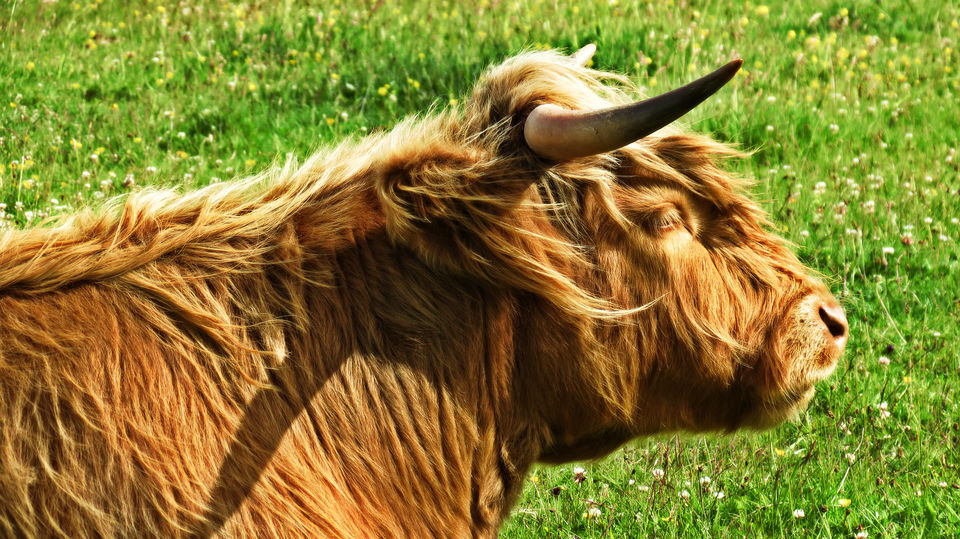 Photo of Romantic Scotland 3/19 by Nandy