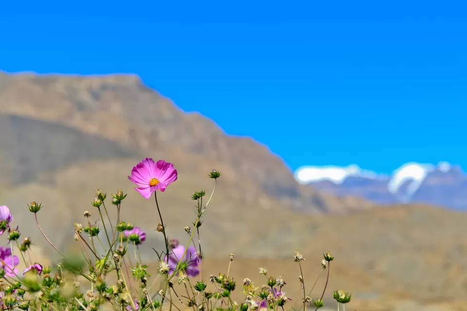 Photo of Spiti Valley by Divya Shirodkar
