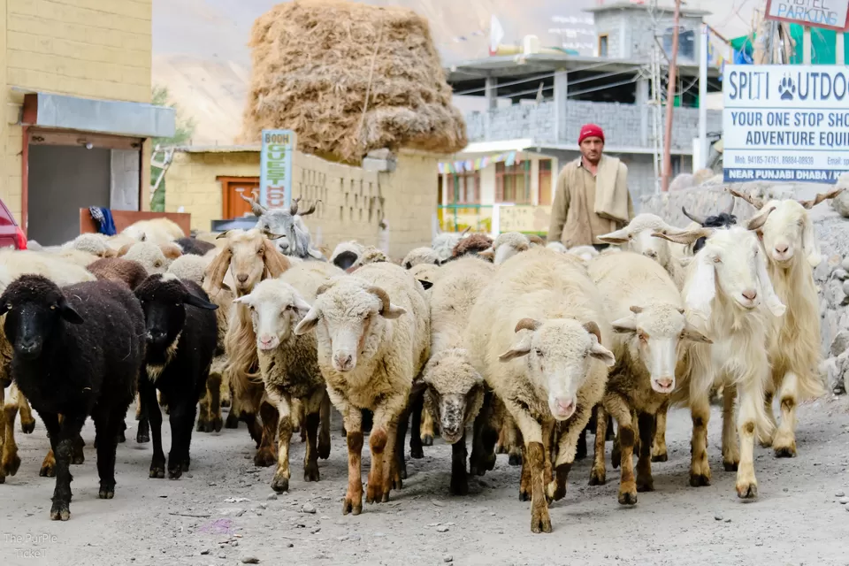 Photo of Spiti Valley by Divya Shirodkar