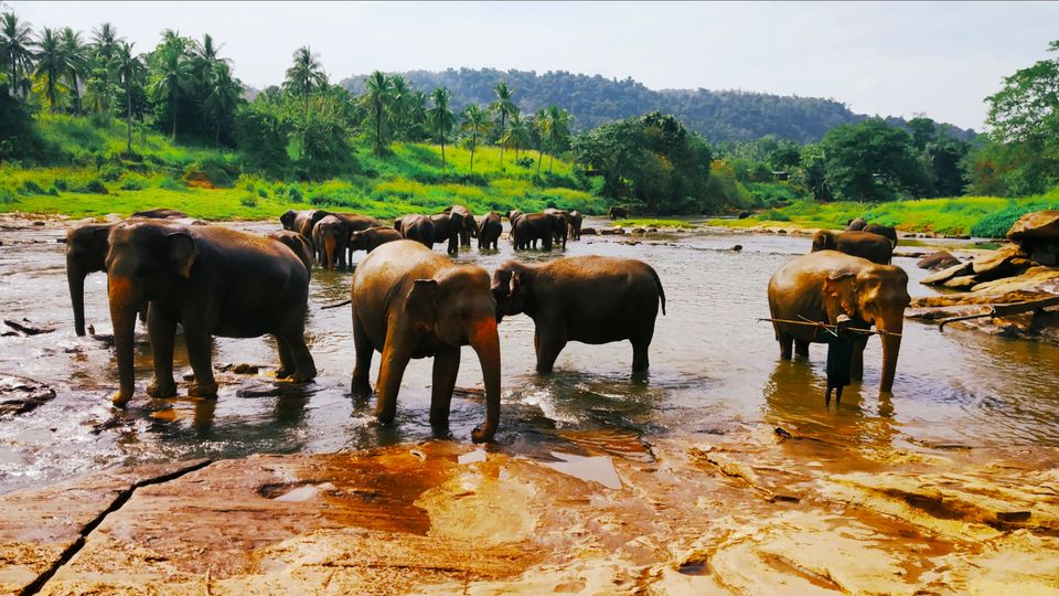 Photo of Prodigious Lanka- Truly the Wonder of Asia by Swagata Abhro Sarkar