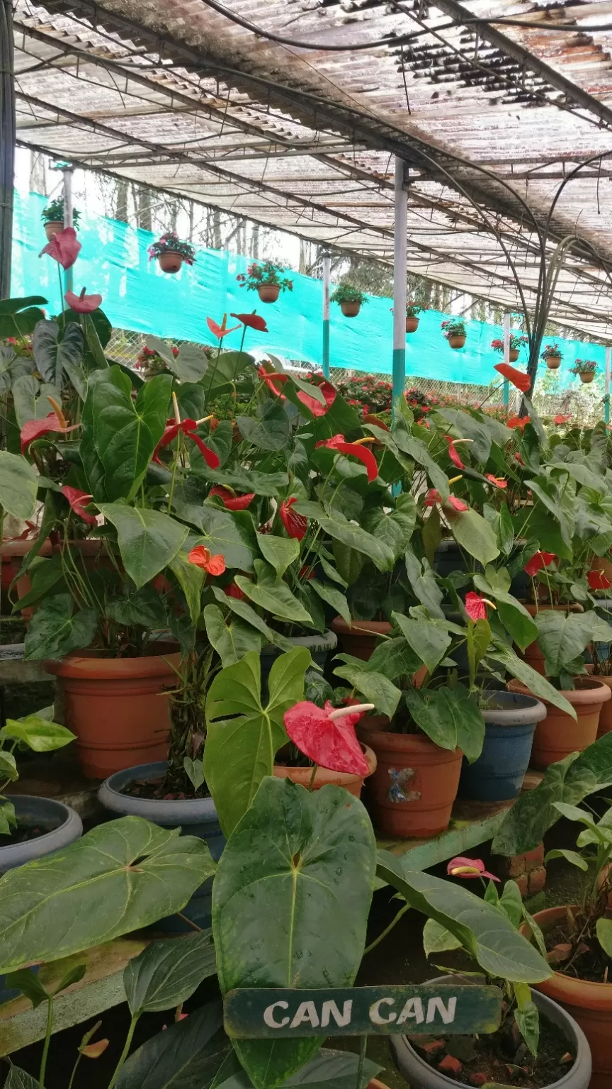 Photo of Sharon flower garden, Aluva - Munnar Road, Kambiline, Kerala, India by Shruti Patil
