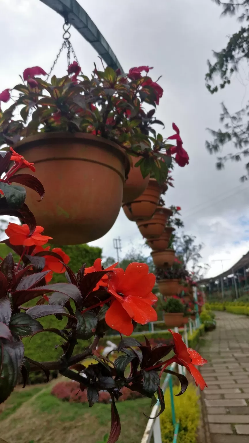 Photo of Sharon flower garden, Aluva - Munnar Road, Kambiline, Kerala, India by Shruti Patil