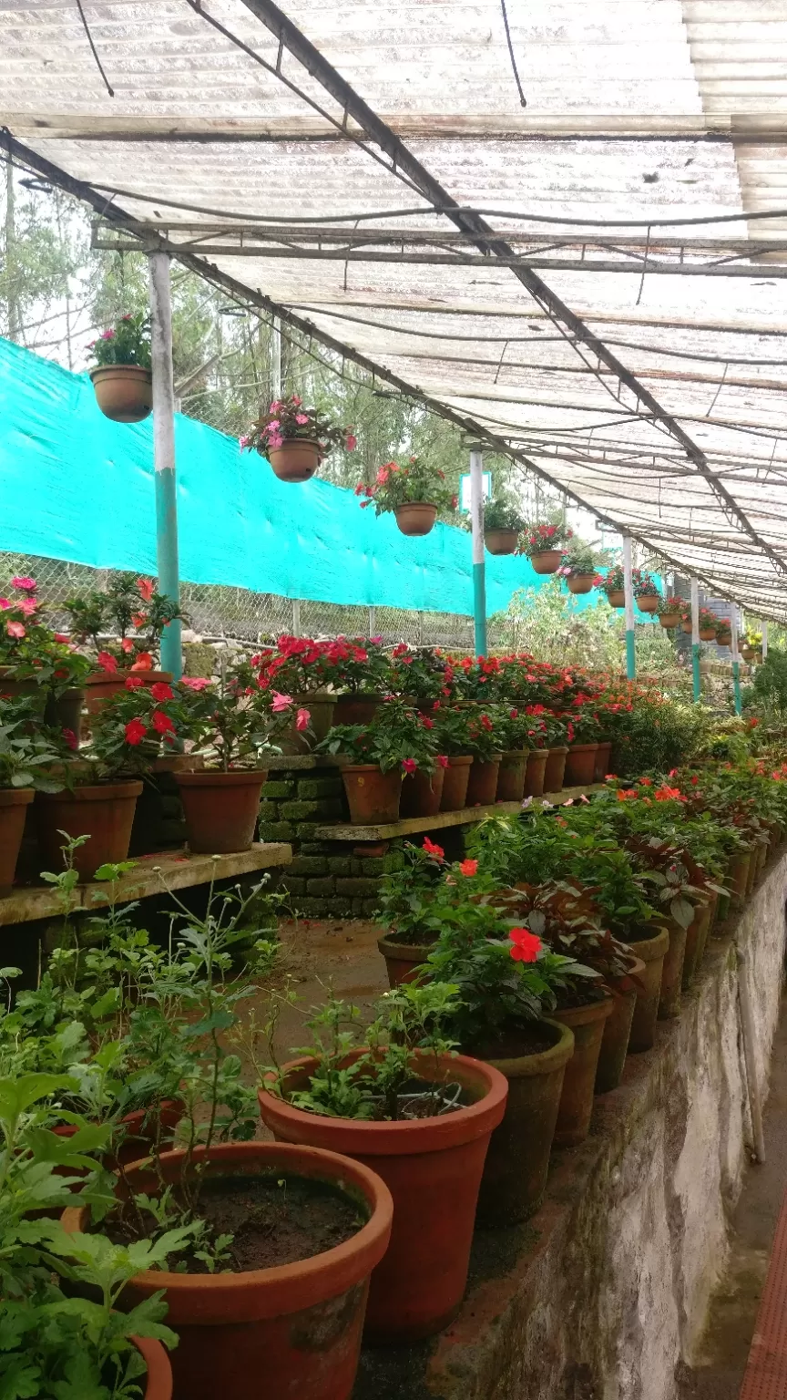 Photo of Sharon flower garden, Aluva - Munnar Road, Kambiline, Kerala, India by Shruti Patil