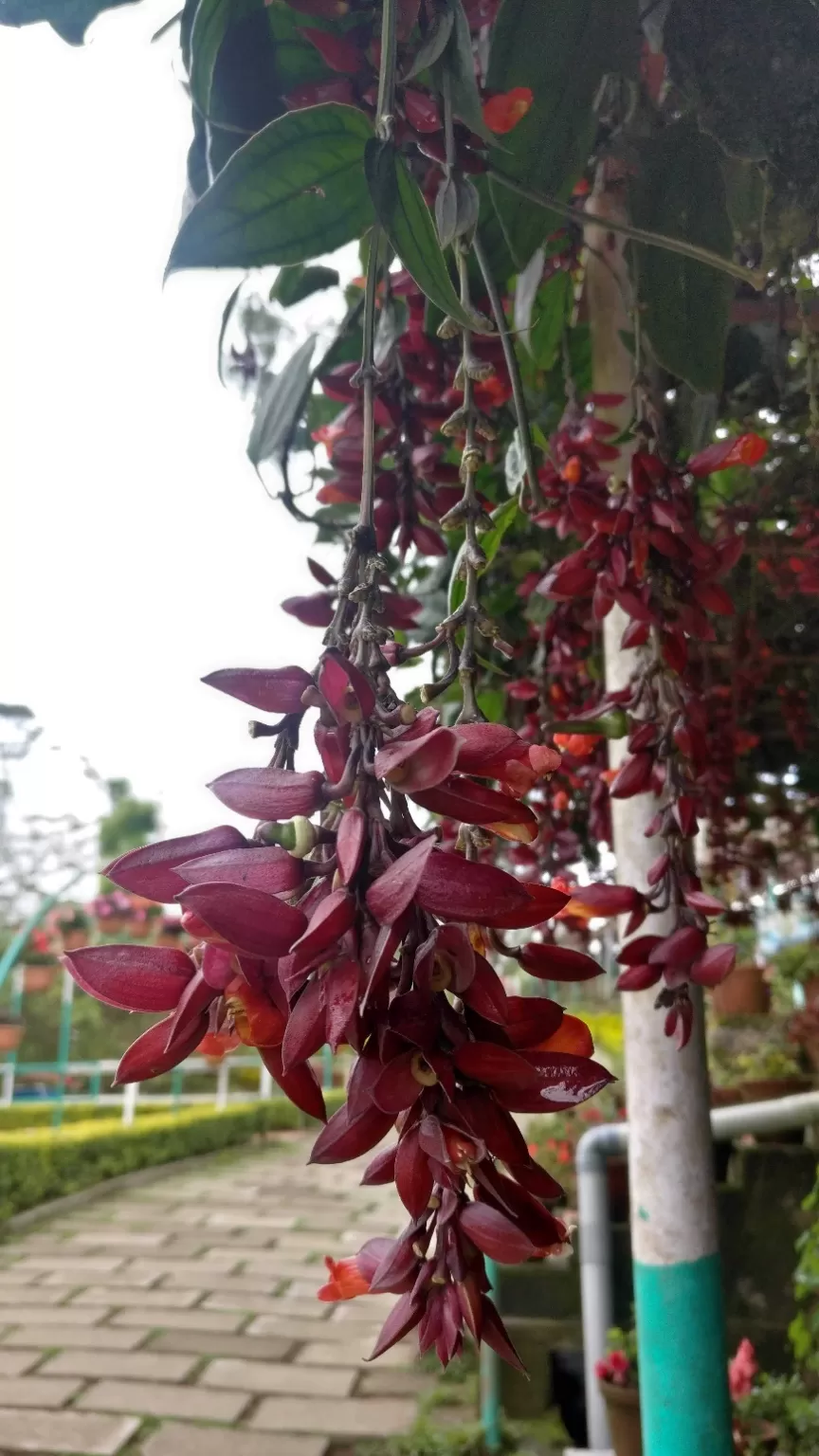 Photo of Sharon flower garden, Aluva - Munnar Road, Kambiline, Kerala, India by Shruti Patil