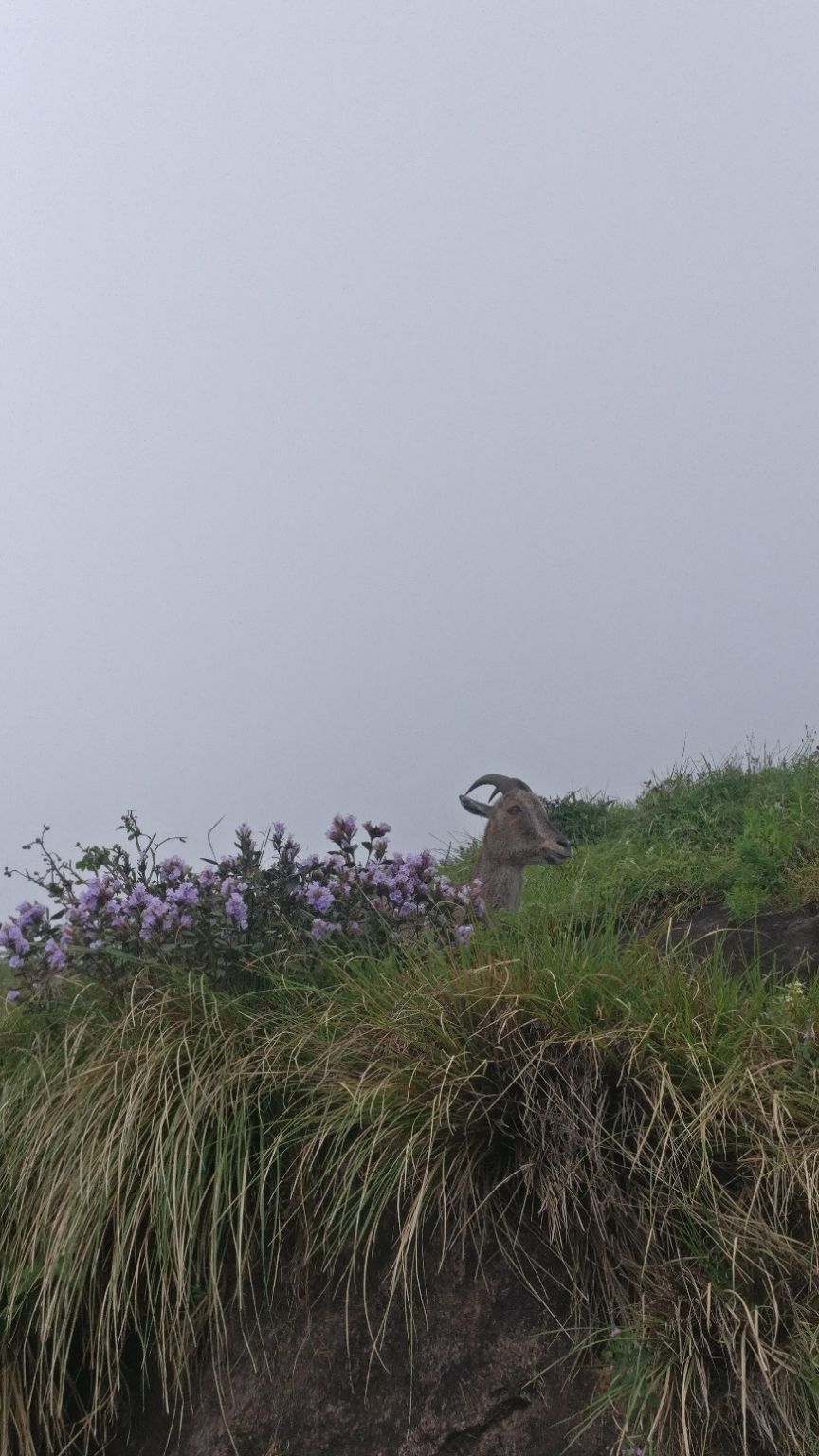 Photo of Eravikulam National Park, Kerala, India by Shruti Patil