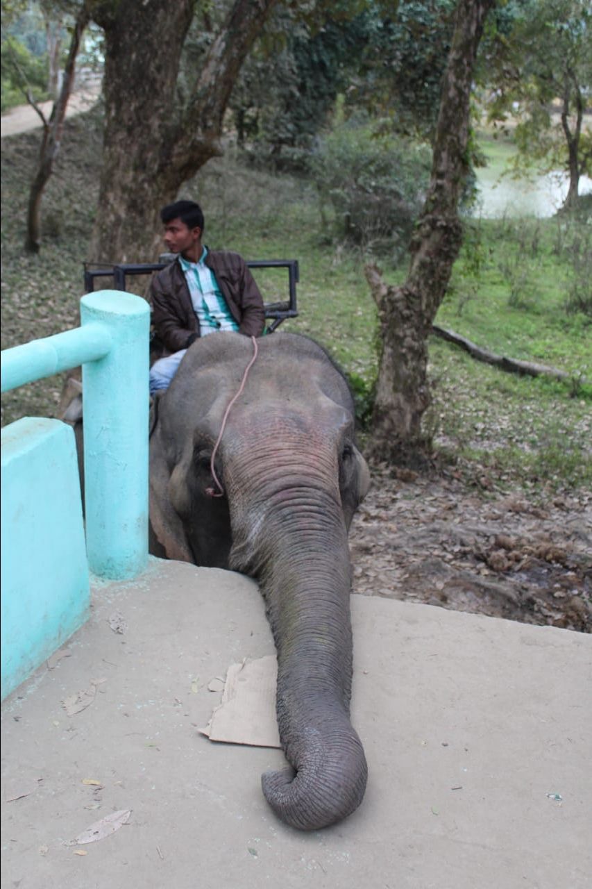 Photo of Kaziranga National Park, Golaghat, Assam, India by Joshi KJ