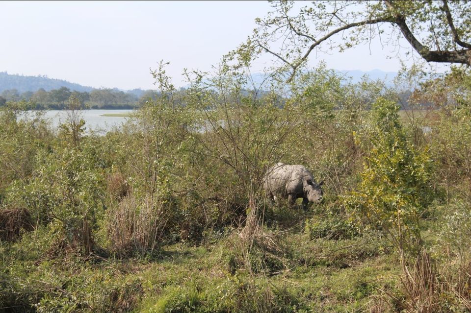 Photo of Kaziranga National Park, Golaghat, Assam, India by Joshi KJ