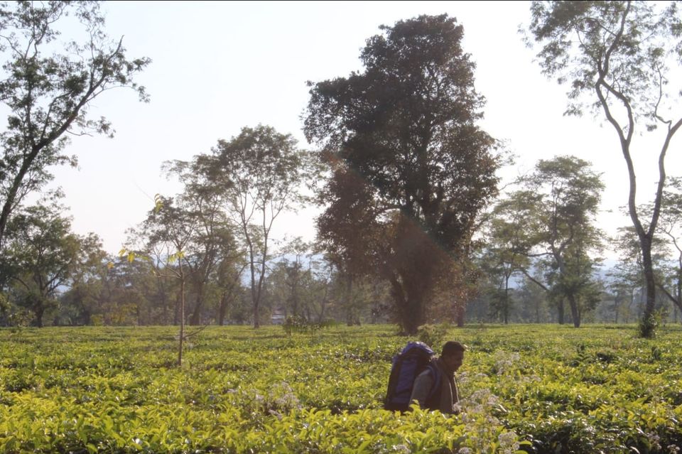 Photo of Kaziranga National Park, Golaghat, Assam, India by Joshi KJ