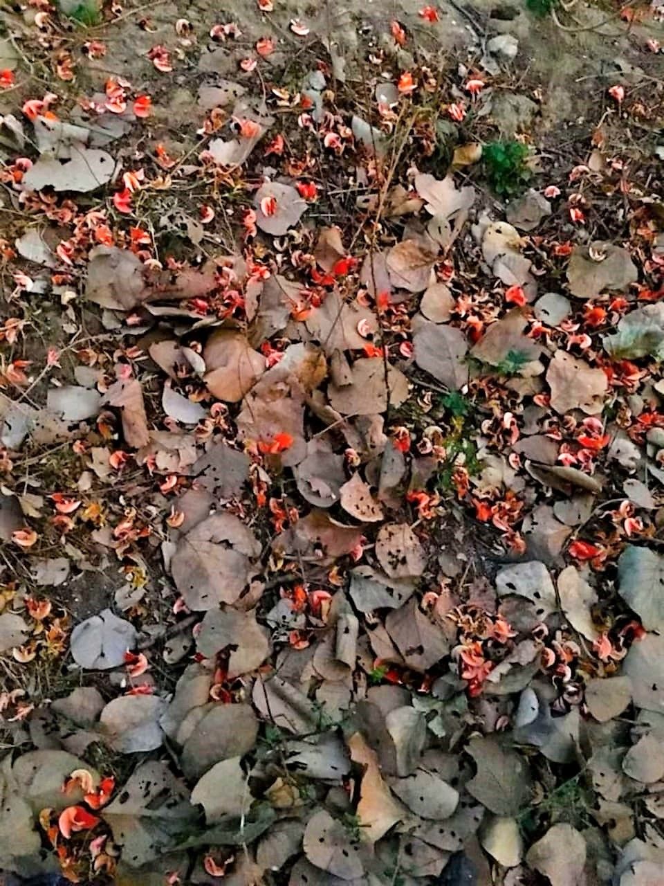 Photo of Purulia, West Bengal, India by Rishi Biswas