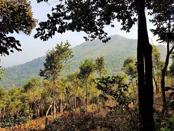 Photo of Trek To Tadiandamol Peak In Coorg - First Trek Of My Life by Ankit Saxena