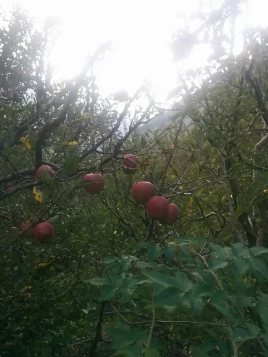 Photo of Harsil, Uttarakhand, India by Mayank Negi