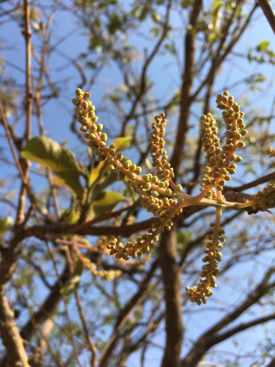 Photo of Staycation at Machan, Lonavala: Up in the trees by Rashmi Sonam