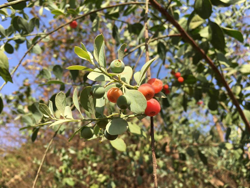 Photo of Staycation at Machan, Lonavala: Up in the trees by Rashmi Sonam