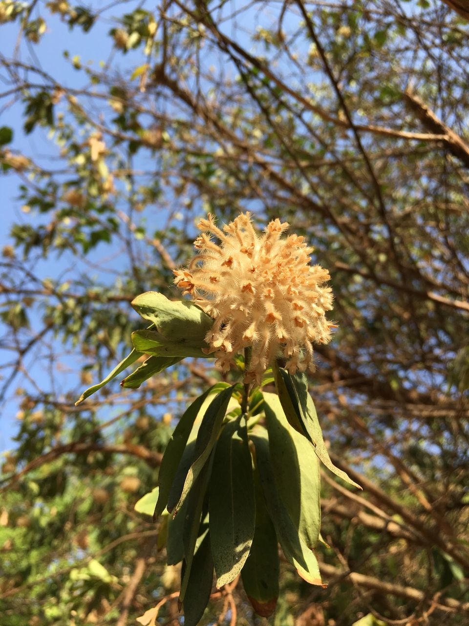 Photo of Staycation at Machan, Lonavala: Up in the trees by Rashmi Sonam