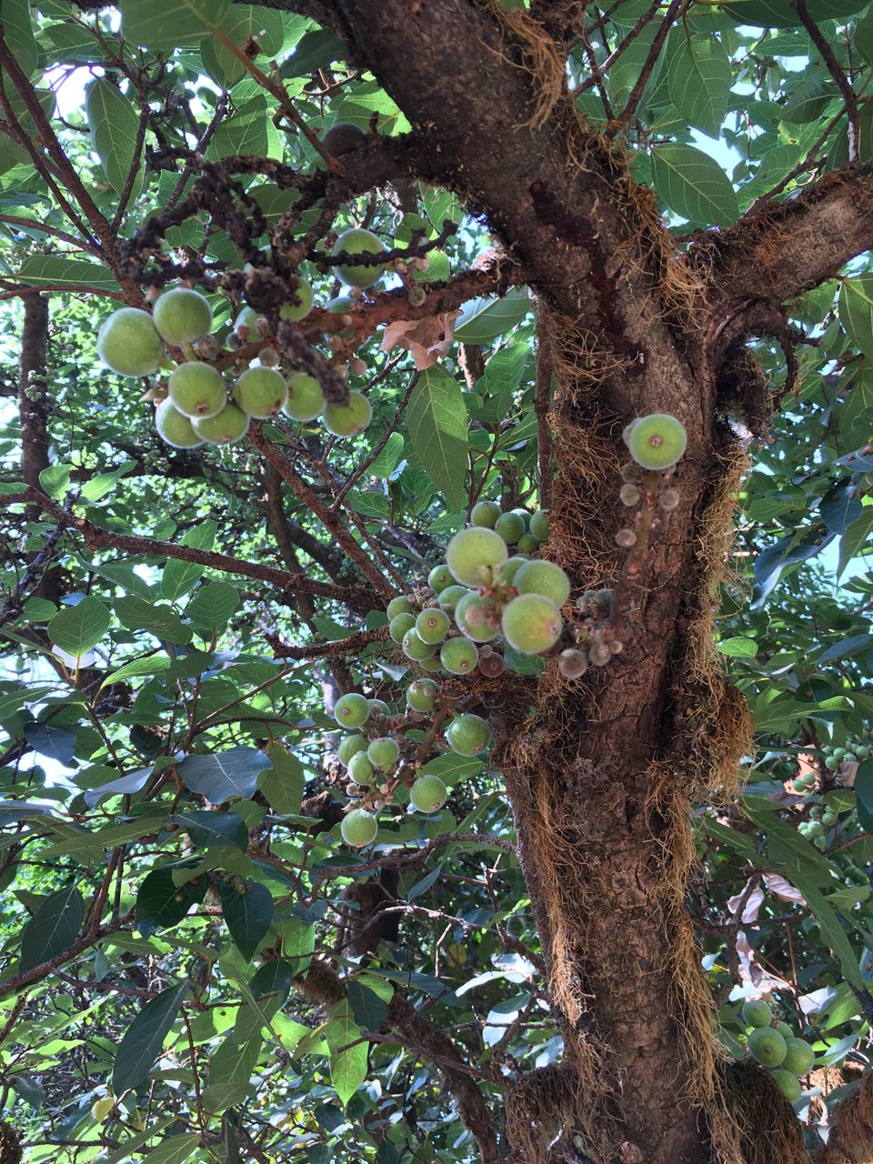 Photo of Staycation at Machan, Lonavala: Up in the trees by Rashmi Sonam