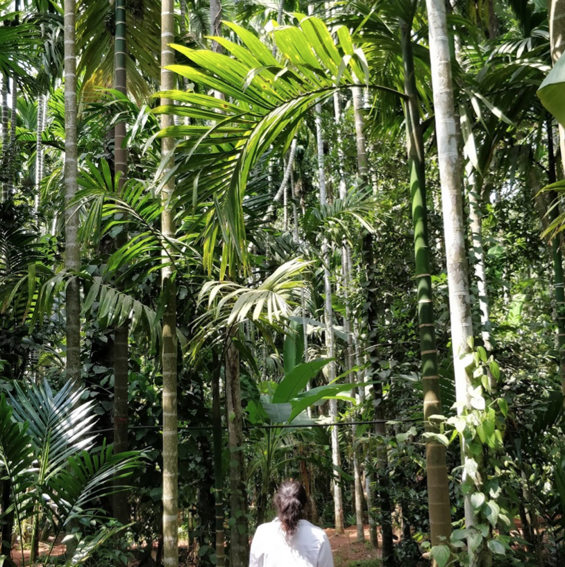 Photo of Spice Garden, Neo Majestic Hotelaberdeen, Alto- Betim Porvorim, Bardez, Goa, India by Vidhi Bubna