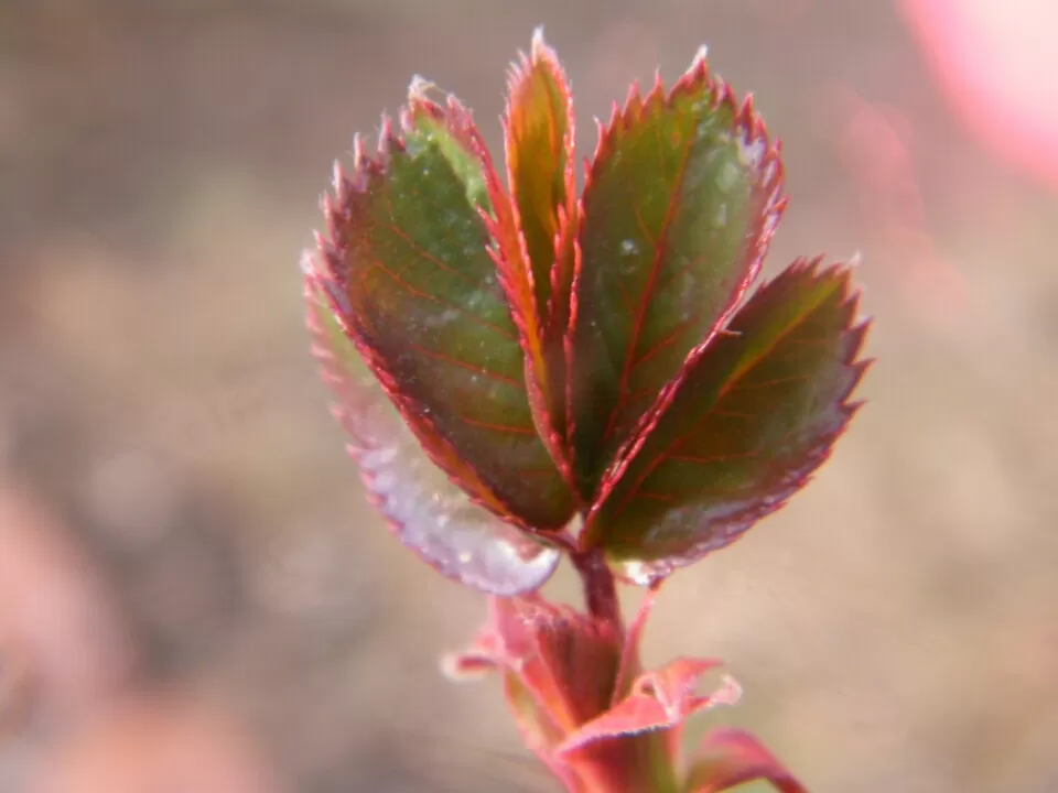 Photo of Shimla, Himachal Pradesh, India by Jay Bhansali