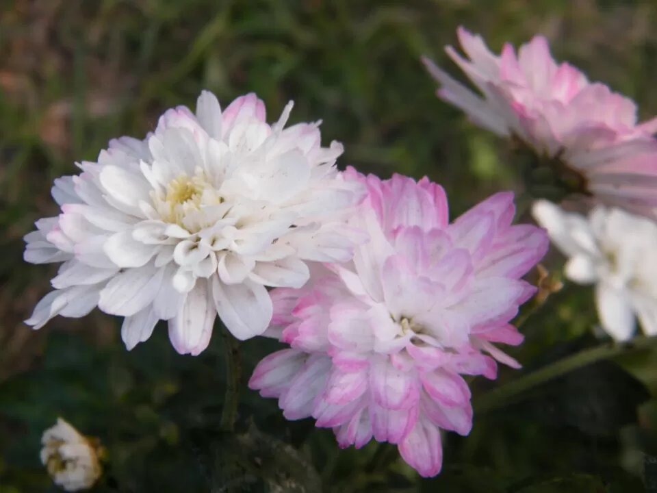 Photo of Shimla, Himachal Pradesh, India by Jay Bhansali