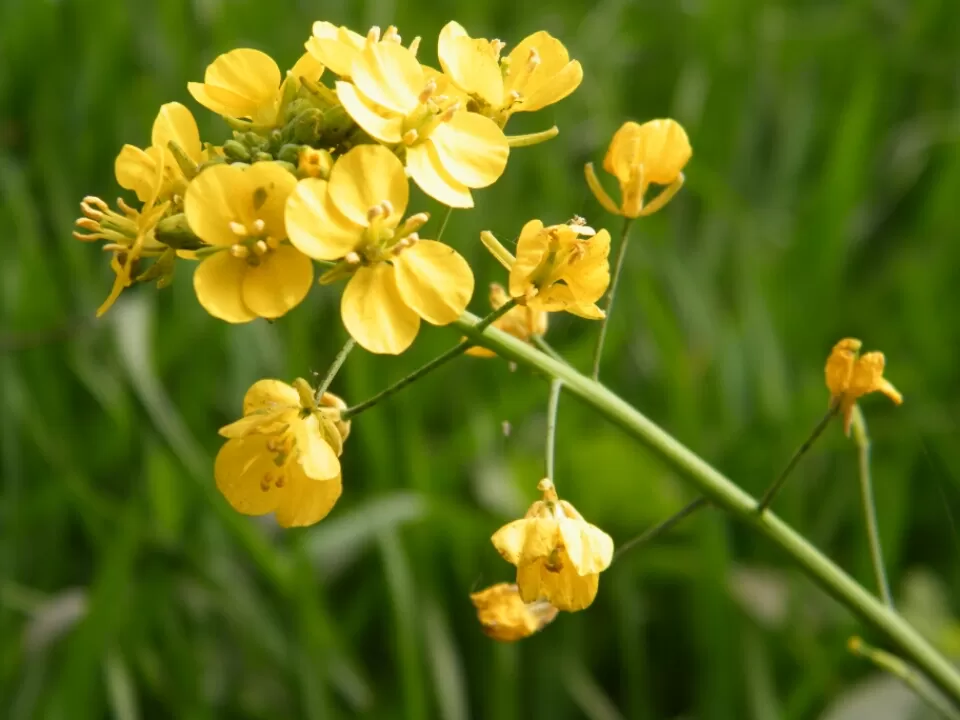 Photo of Shimla, Himachal Pradesh, India by Jay Bhansali