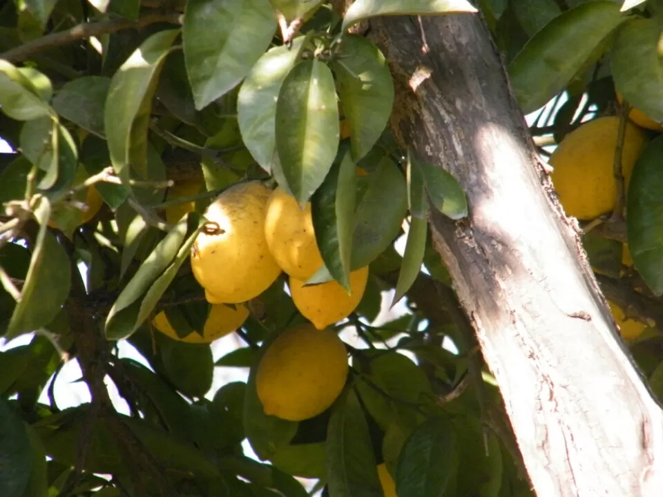 Photo of Manali, Himachal Pradesh, India by Jay Bhansali