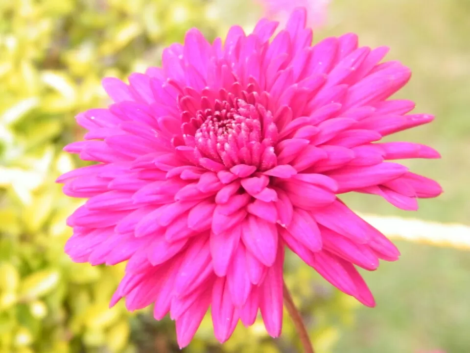 Photo of Manali, Himachal Pradesh, India by Jay Bhansali