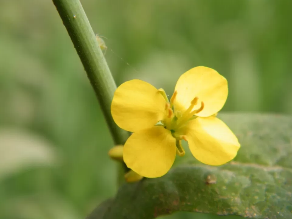 Photo of Manali, Himachal Pradesh, India by Jay Bhansali
