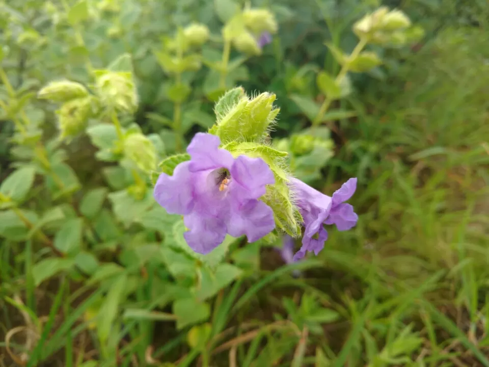 Photo of Satara by Jay Bhansali
