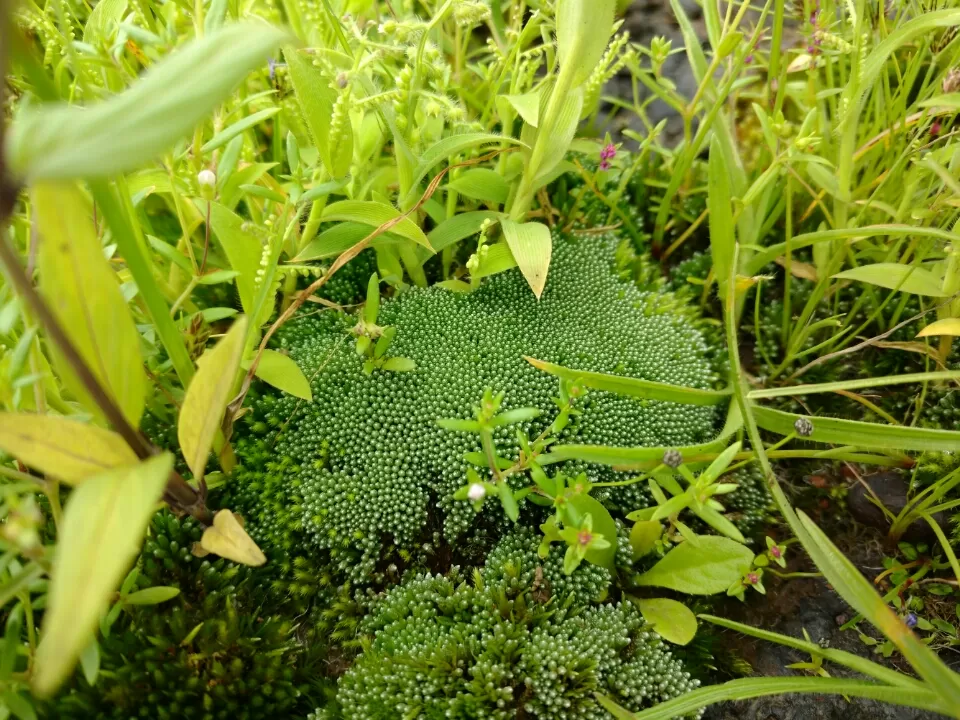 Photo of Satara by Jay Bhansali