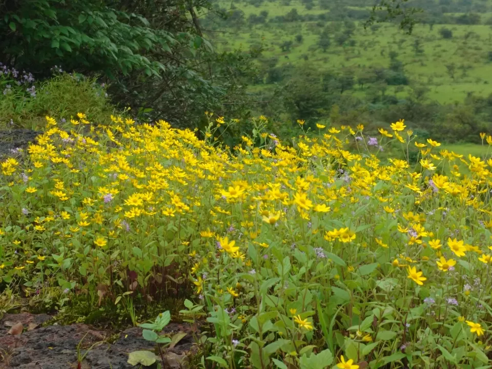 Photo of Satara by Jay Bhansali