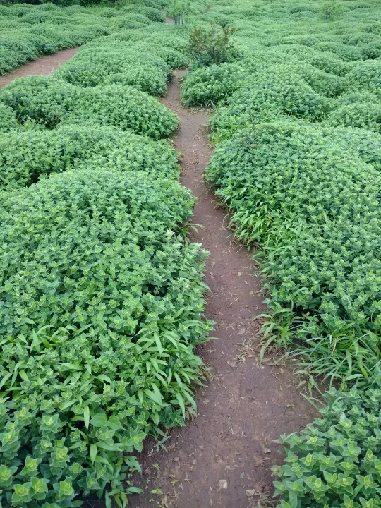 Photo of Satara by Jay Bhansali