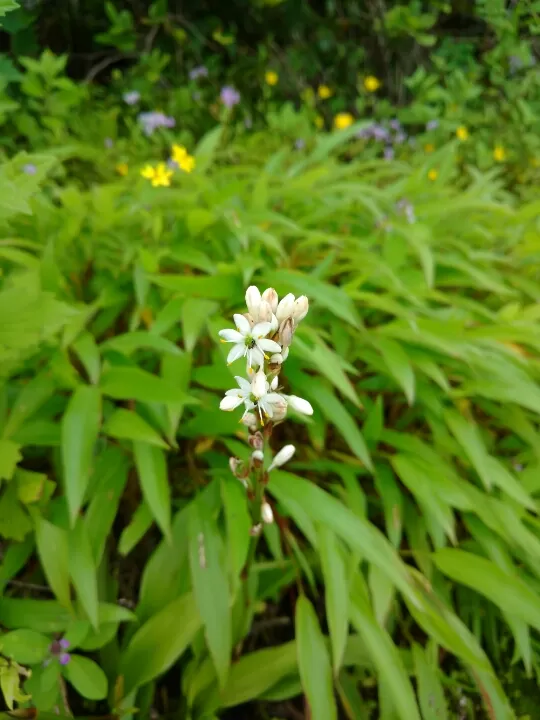 Photo of Satara by Jay Bhansali