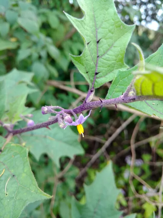 Photo of Satara by Jay Bhansali