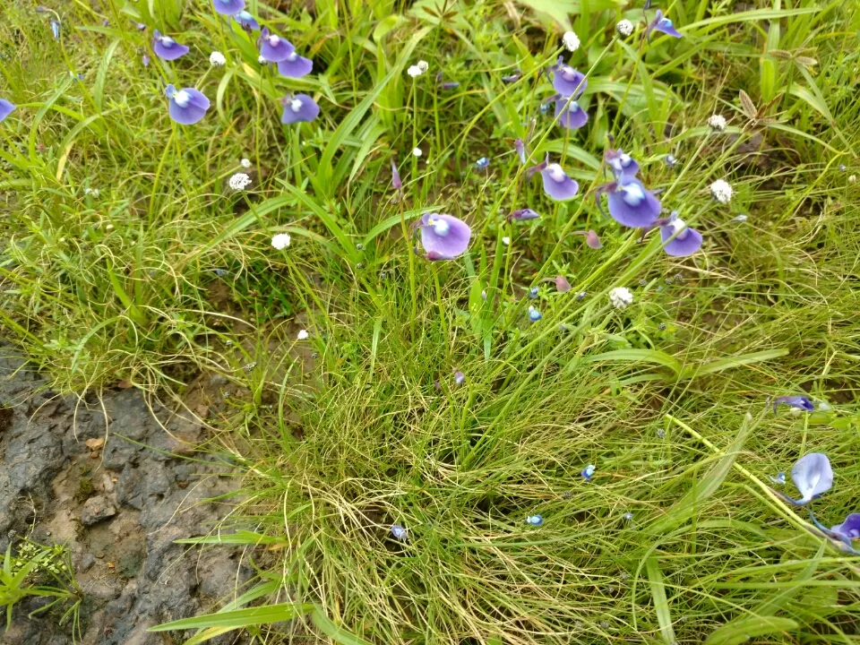 Photo of Satara by Jay Bhansali