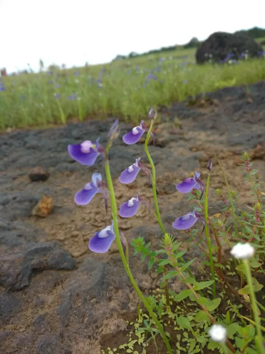 Photo of Satara by Jay Bhansali
