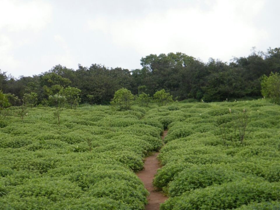 Photo of Kaas...... World of flowers by Jay Bhansali
