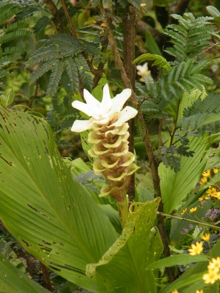 Photo of Kaas...... World of flowers by Jay Bhansali