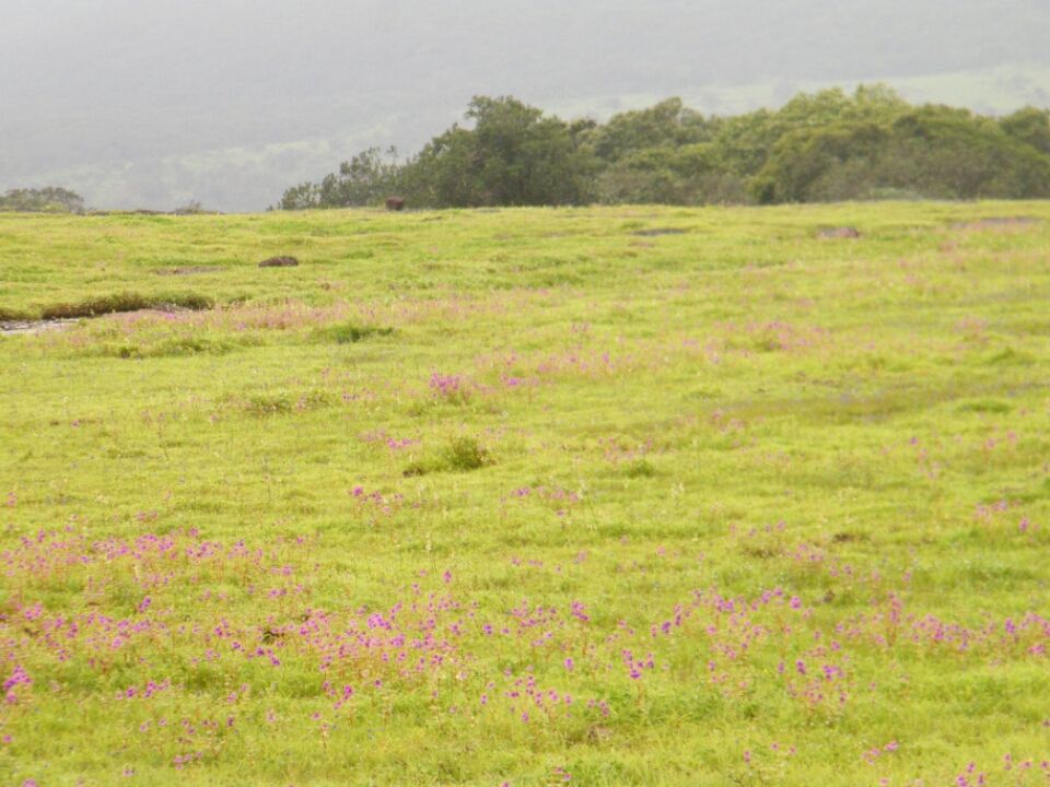 Photo of Kaas...... World of flowers by Jay Bhansali