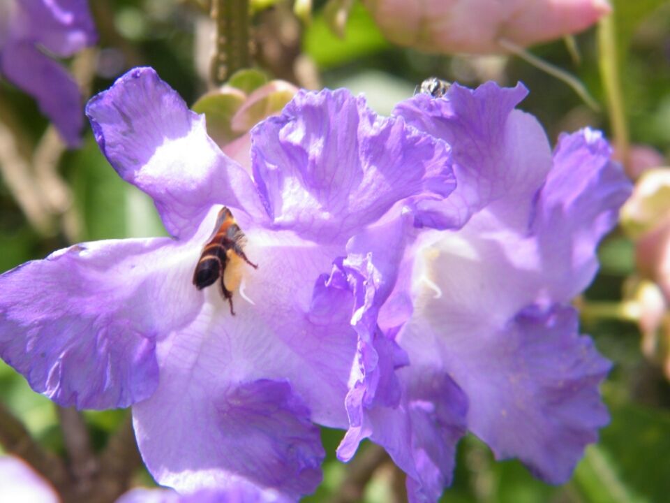 Photo of Kaas...... World of flowers by Jay Bhansali