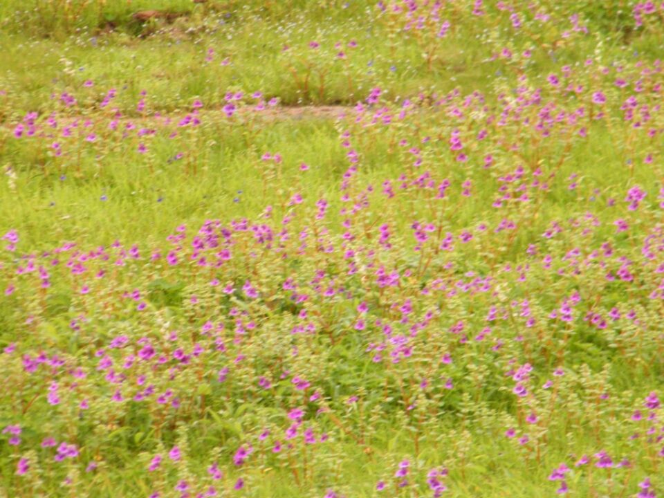 Photo of Kaas...... World of flowers by Jay Bhansali